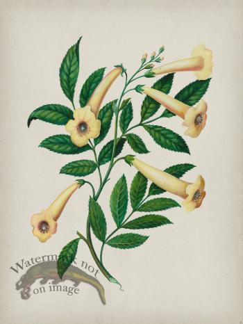 Andean Botanicals 031